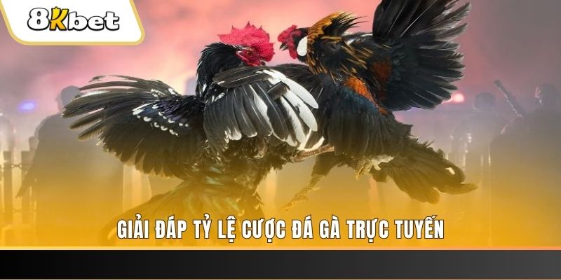 18win trực tiếp đá gà thomo