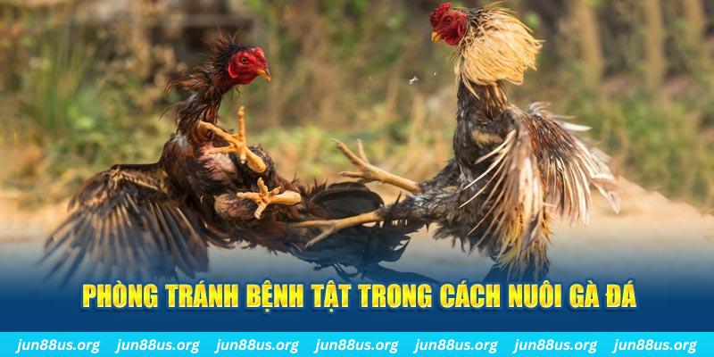 18win Bài Poker Bonus